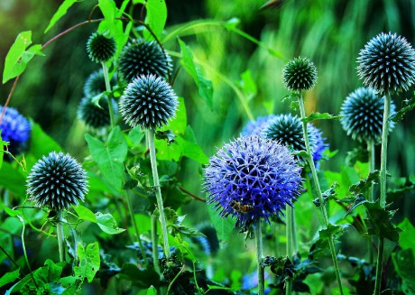 globe-thistle-5469302_1920-min